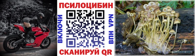 где можно купить   Новотроицк  Псилоцибиновые грибы GOLDEN TEACHER 